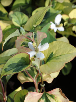 Pstrolistka sercowata 'Chameleon' - kwiat