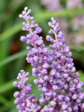 liriope-szafirkowa-royal-purple6.jpg