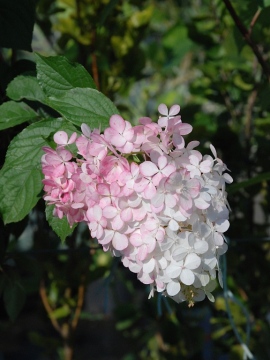 Hortensja bukietowa 'Vanille-Fraise' PBR