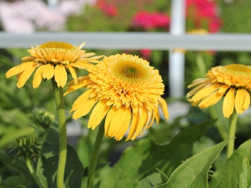 Jeżówka 'Lemon Drop'