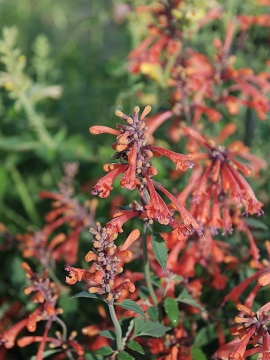 Kłosowiec 'Kudos Mandarin'