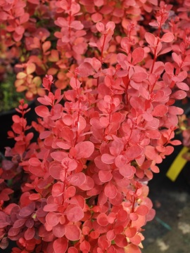 Berberys Thunberga 'Orange Rocket' PBR