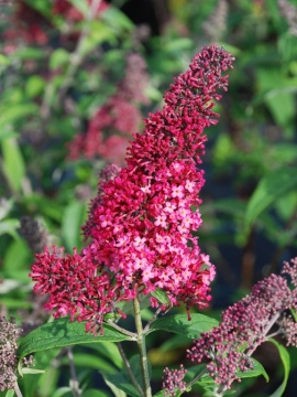 Budleja Dawida 'Prince Charming'