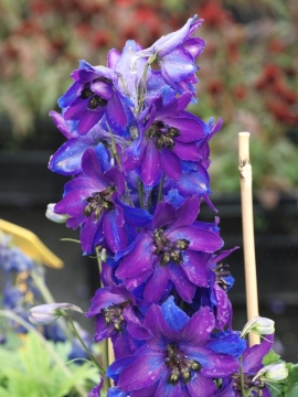 Ostróżka Magic Fountain 'Dark Blue Black Bee'