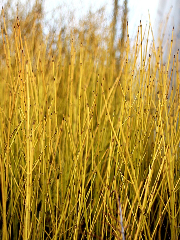 Dereń rozłogowy 'Flaviramea'