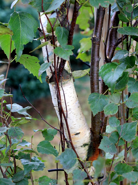 Brzoza brodawkowata 'Fastigiata'