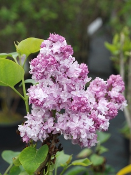 Lilak pospolity 'Katherine Havemeyer'