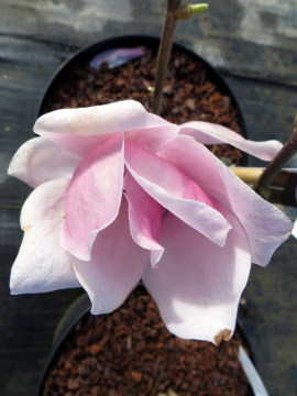 magnolia-march-till-frost1.jpg