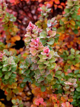 Berberys Thunberga 'Erecta' jesienią