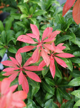 Pieris japoński 'Mountain Fire' - młode, czerwone liście