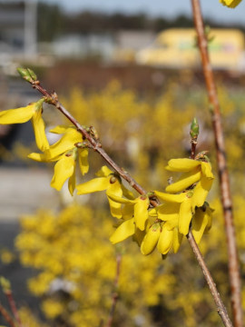 Forsycja pośrednia 'Goldzauber'