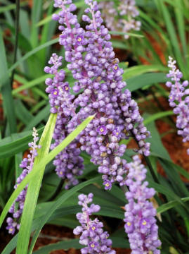 Liriope szafirkowa 'Royal Purple'