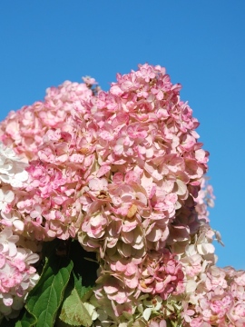 Hortensja bukietowa 'Vanille-Fraise' PBR
