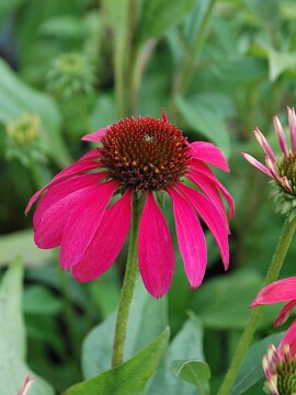 Jeżówka Pearl™ Magenta