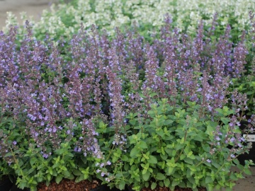 Kocimiętka Faassena 'Purrsian Blue'