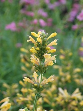 Kłosowiec 'Kudos Yellow'