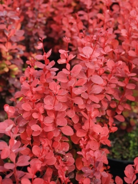 berberys_orange_rocket12.JPG