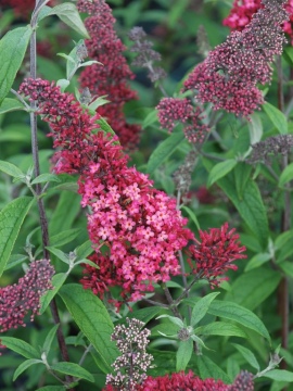 Budleja Dawida 'Prince Charming'