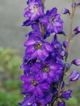 Ostróżka Magic Fountain 'Dark Blue Black Bee'