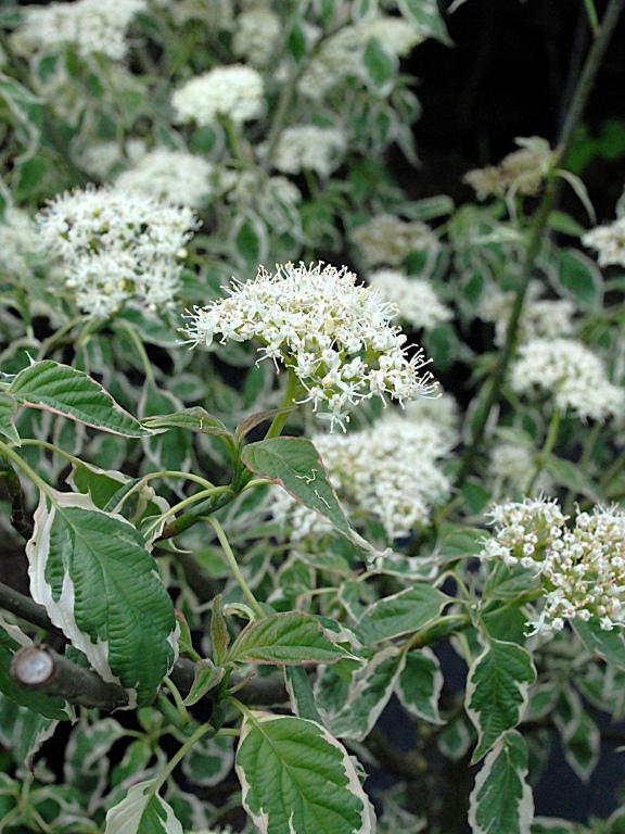 Dereń skrętolistny 'PINKY SPOT 'Minspot'