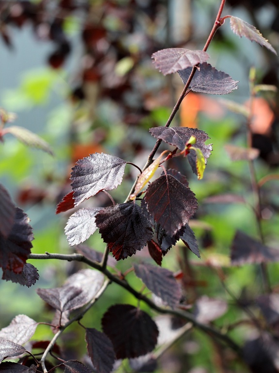 Brzoza omszona 'Rubra'