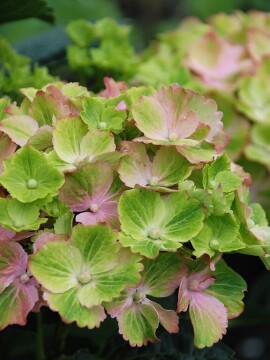 Hortensja ogrodowa 'Rembrandt® 'Bella Pesche'