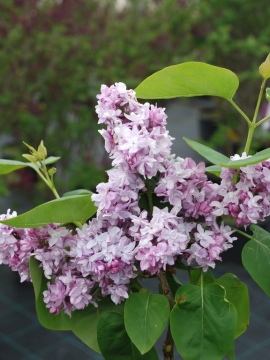 Lilak pospolity 'Katherine Havemeyer'