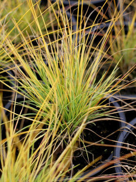 Kostrzewa sina 'Golden Toupee'