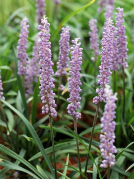 Liriope szafirkowa 'Royal Purple'