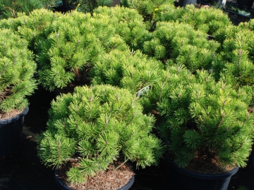 Sosna górska 'Winter Gold'