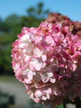 Hortensja bukietowa 'Vanille-Fraise' PBR