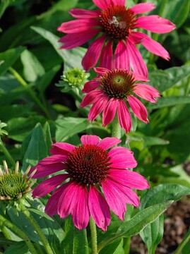 Jeżówka Pearl™ Magenta