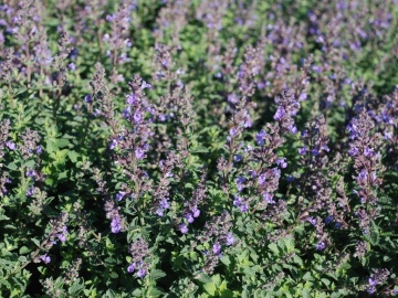 Kocimiętka Faassena 'Purrsian Blue'