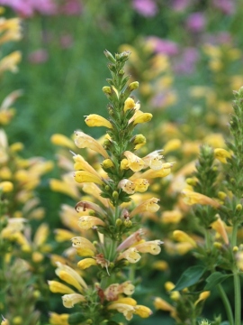 Kłosowiec 'Kudos Yellow'