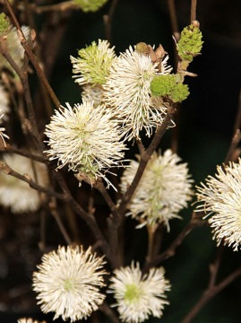 Fotergilla większa - kwiaty