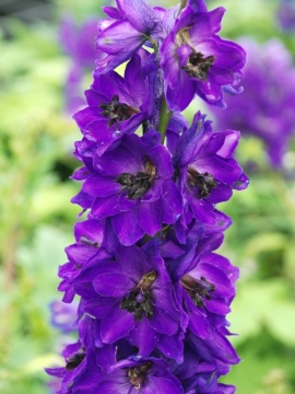 Ostróżka Magic Fountain 'Dark Blue Black Bee'