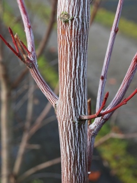 Klon Dawida 'Viper' PBR - prążkowana kora jesienią