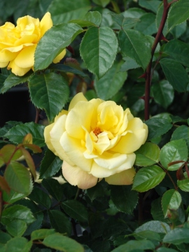 Róża pnąca 'Dukat' PBR