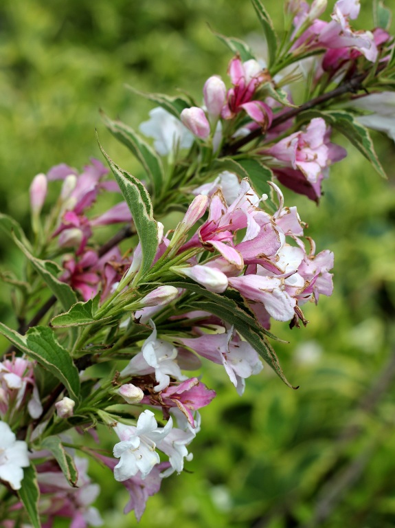 Krzewuszka 'Splendid'