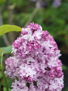 Lilak pospolity 'Katherine Havemeyer'