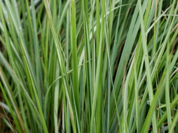 Promocja trawy - trzcinnik