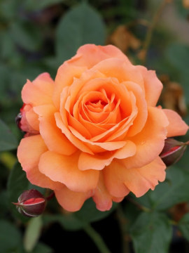 roza-wielkokwiatowa-belvedere2.jpg