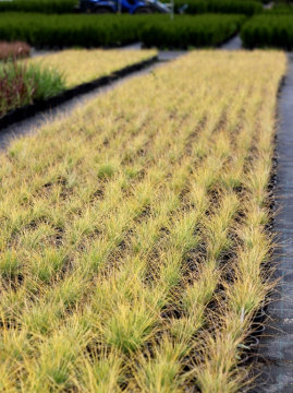 Kostrzewa sina 'Golden Toupee'