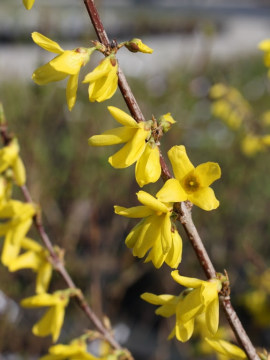 Forsycja zielona 'Kumson' - kwiaty