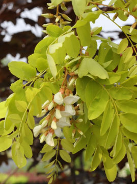 Robinia akacjowa 'Frisia'