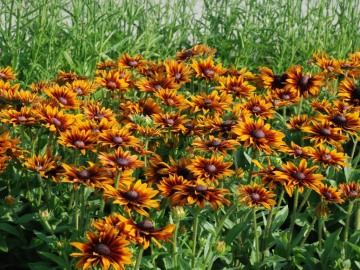 Rudbekia SmileyZ™ Laughing