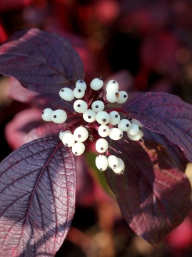 deren-bialy-siberian-pearls0.jpg