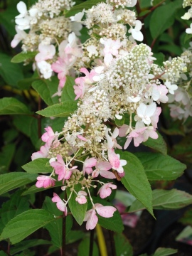 Hortensja bukietowa 'Wim's Red'