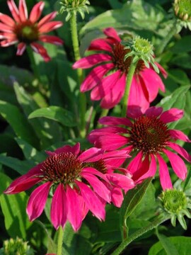 Jeżówka Pearl™ Magenta