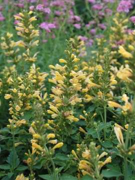 Kłosowiec 'Kudos Yellow'